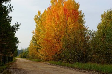 Sonbahar turuncu ve kırmızı orman ağaçlarında