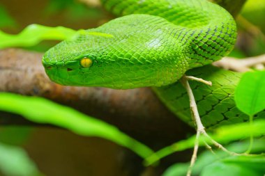 Beyaz dudaklı yeşil çukur engerek yılanı (beyaz albolabris) doğada kapatın