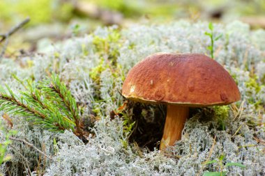Güneşli bir günde sonbahar ormanında yeşil yosunlarda güzel mantarlar.