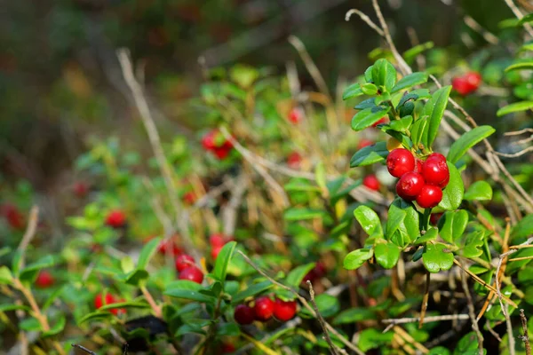 Bayas Lingonberry Con Enfoque Selectivo Día Soleado Bosque Otoño Entre — Foto de Stock