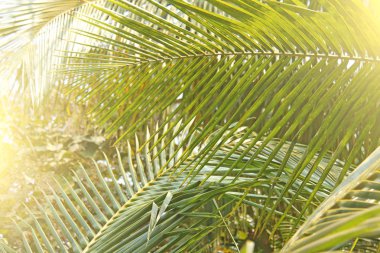 Yeşil yaprakları palmiye ağacı ve güneş. Egzotik tropik arka plan. Hindistan, Goa avuç içi. Kopya alanı.