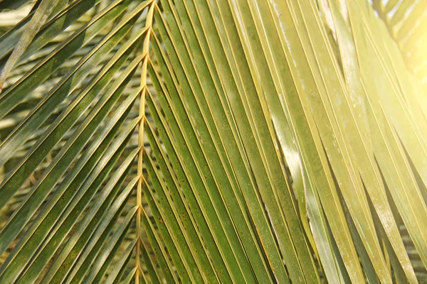 Belle Feuille Palmier Vert Soleil Fond Vert Palmiers Fond Tropical — Photo