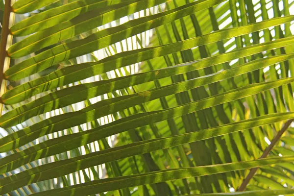 Feuilles Vertes Palmier Soleil Fond Tropical Exotique Palmiers Inde Goa — Photo