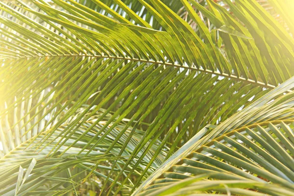 Green Leaves of a palm tree and the sun. Exotic Tropical background. Palms in India, Goa.