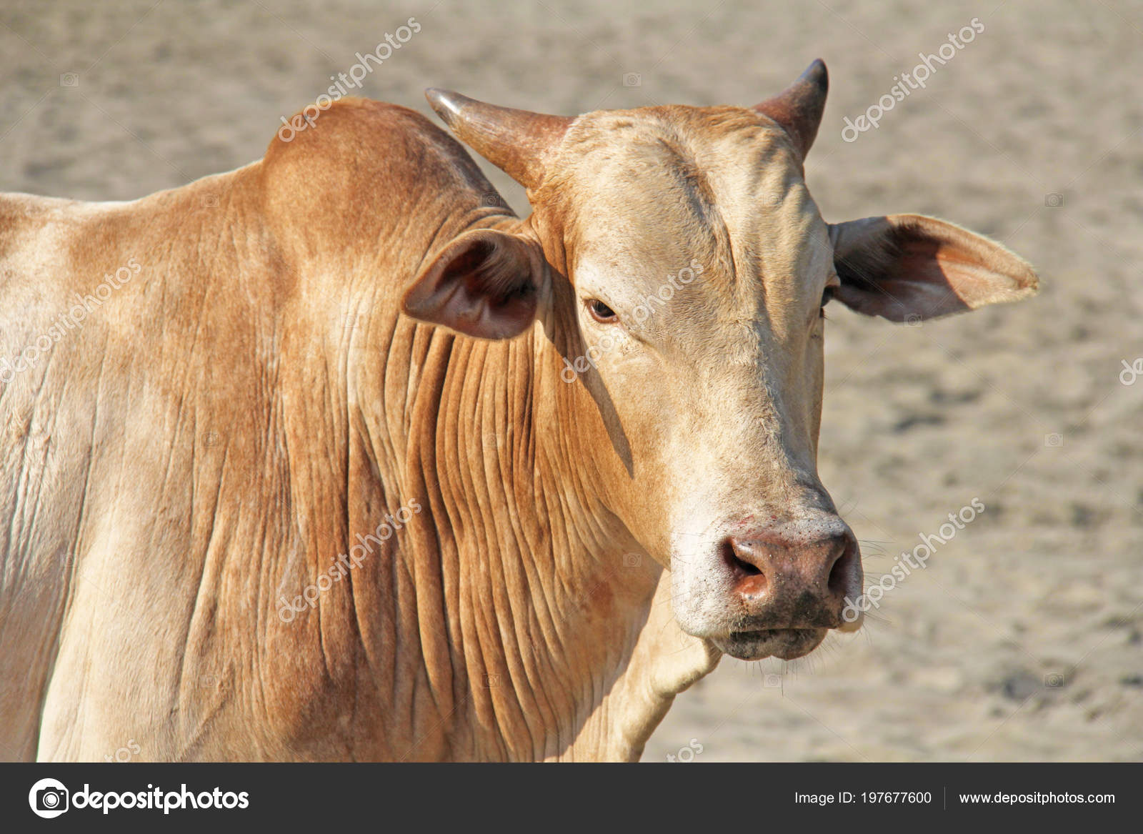 Taureau Indien Trouve Sur Plage Sur Sable Bull Beige Clair