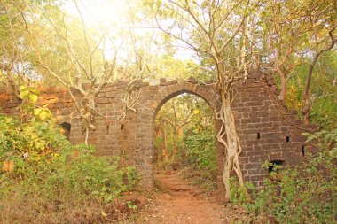 Redi Kalesi. Kökleri kale tuğla duvarlar ile büyüdü. Hindistan, Goa. Giriş kemeri. Ağaçlar parazitlerdir.