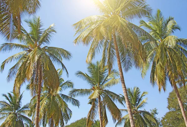 Green beautiful palms with coconuts against the blue sky and sun. Beautiful tropical and exotic background or landscape.