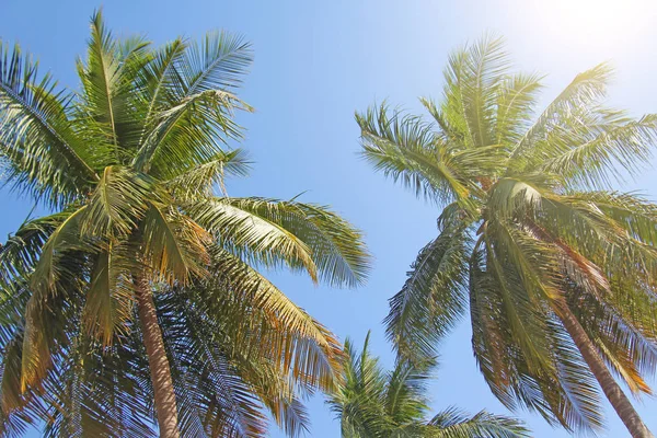 Green Beautiful Palms Coconuts Blue Sky Sun Beautiful Tropical Exotic — Stock Photo, Image