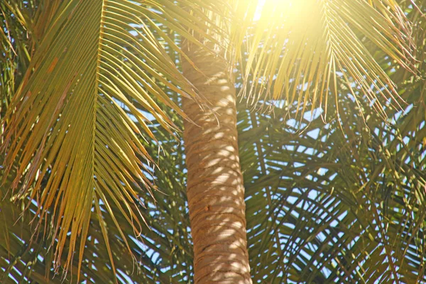 Hojas Verdes Una Palmera Sol Cielo Azul Hermoso Fondo Tropical — Foto de Stock