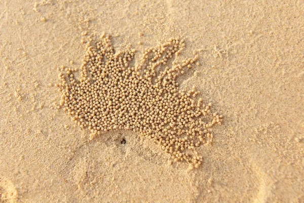 Die Krabbe Gräbt Ihren Nerz Aus Und Entfernt Überschüssigen Sand — Stockfoto