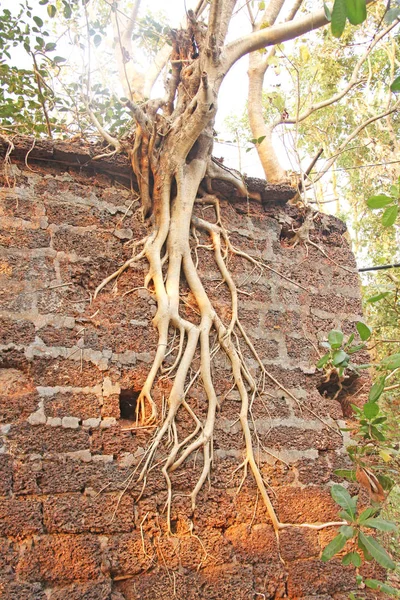 レーディ フォート 要塞のレンガの壁 根が育っていた インド — ストック写真