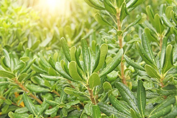 Arbustos Verdes Fondo Verde Hojas — Foto de Stock