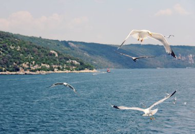Hırvatistan'da çekilen fotoğraf. Beyaz martılar mavi denizin üzerinde uçarlar.