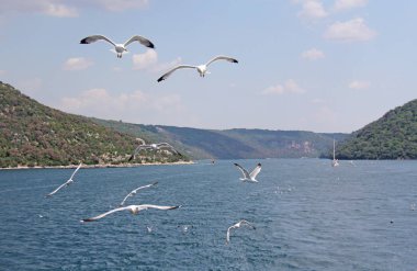 Hırvatistan'da çekilmiş fotoğrafı. Beyaz martı sinek mavi denizle ve