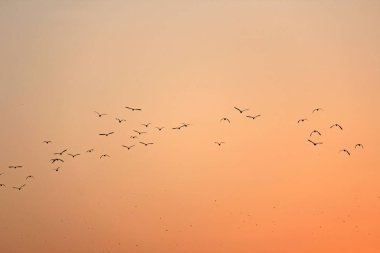 Gün batımına karşı siluetli bir kuş sürüsü. Turuncu bir ba üzerinde