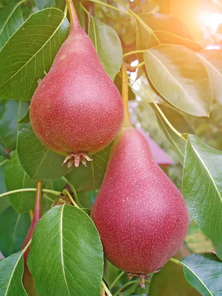 Foto tomada en verano. Peras rojas cuelgan de una rama — Foto de Stock