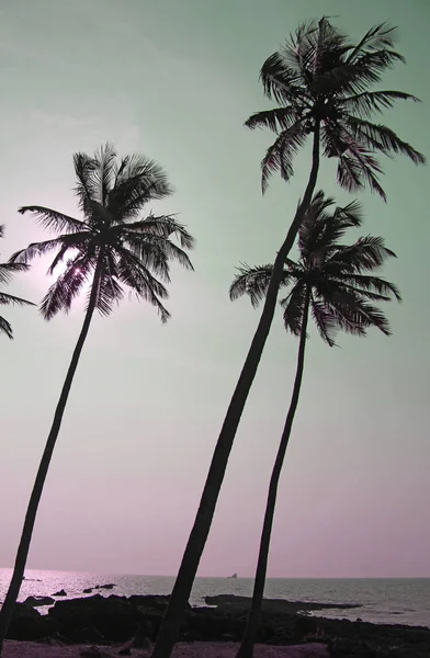 Palm trees silhouettes against pastel sunset on a light green sk — Stock Photo, Image