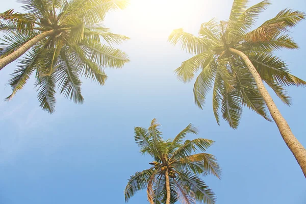 Three beautiful palm trees against the blue sky and bright sun. — Stock Photo, Image