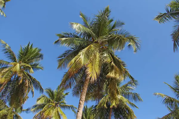 Green beautiful palms with coconuts against the blue sky and sun — Stock Photo, Image