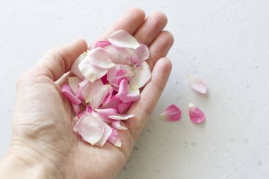 Gül yaprakları elinde, açık gri beton arka plan üzerinde yalan