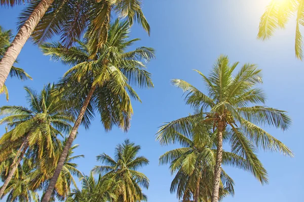 Green beautiful palms with coconuts against the blue sky and sun — Stock Photo, Image