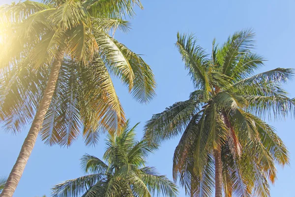 Green beautiful palms with coconuts against the blue sky and sun — Stock Photo, Image