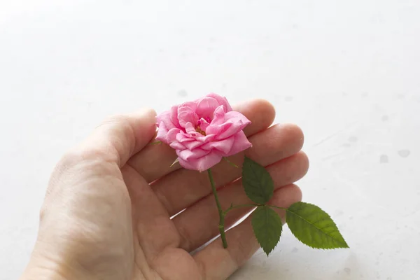 One Pink Rose in Hand on Gray Background. One beautiful rose on