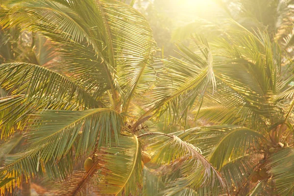 Grüner Hintergrund von Palmen. exotischen tropischen Hintergrund. Palme — Stockfoto