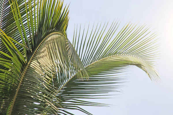 Schöne grüne Palmenblätter. tropische exotische Landschaft. Design w — Stockfoto