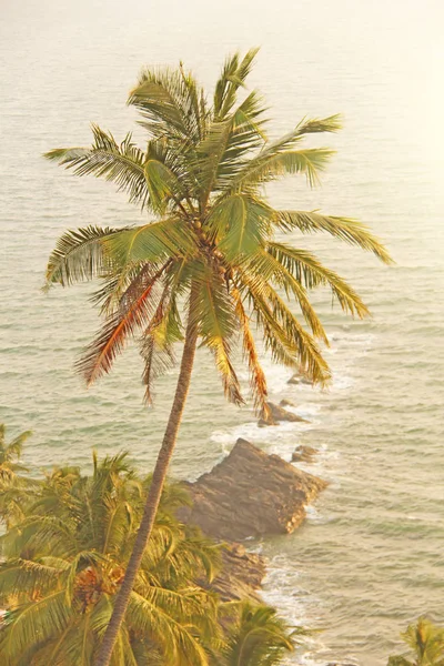 Beautiful palm tree on the background of the sea and sun. A palm