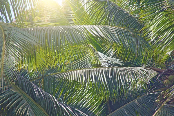 Folhas verdes de uma palmeira e o sol. Backgro tropical exótico — Fotografia de Stock