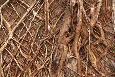 Ağaç ro soyut doğal kahverengi arka plan duvar kağıdı doku