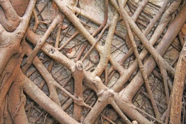 Hindistan'da eski sur duvarında eski ağaç kökleri yetişir. Redi Fort. Inç