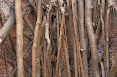 Hindistan'da eski sur duvarında eski ağaç kökleri yetişir. Redi Fort. Inç