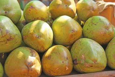 Kabuğunda büyük yeşil hindistan cevizi bir dağ vardır. Hindistan cevizi backgr