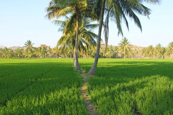 Hermosos campos de arroz verde en Hampi, India. Palmeras, sol y — Foto de Stock