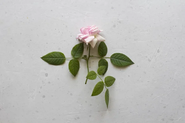 Pink rose cut flower lies on gray light background. One beautifu