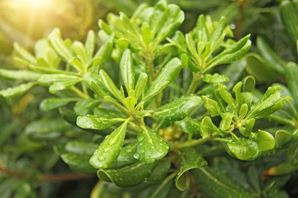 Arbustos Verdes, Fondo Verde de Hojas — Foto de Stock