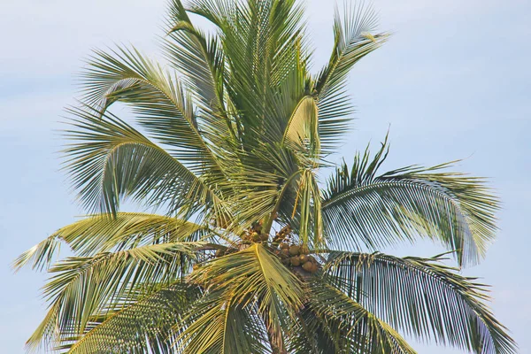 Zelené krásné dlaně s kokosové ořechy proti modrému nebi a slunci — Stock fotografie