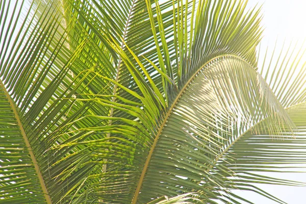 Folhas verdes de uma palmeira e o sol. Backgro tropical exótico — Fotografia de Stock