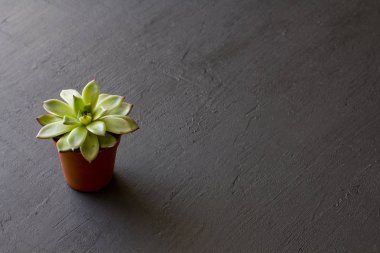 Bir siyah veya dar üzerinde etli standları ile küçük bir terakota pot