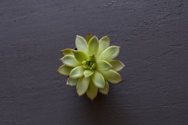 Kutsal bir çiçek şeklinde yeşil sulu minyatür etli, 