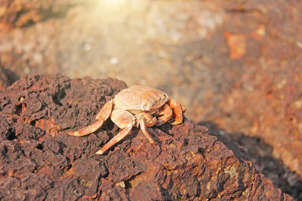 Un gros plan de crabe orange se trouve sur une pierre, sur la mer. Crabe de mer — Photo