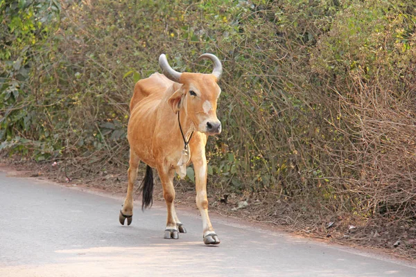 A red cow in India with a bell, goes on the road. Beautiful cow