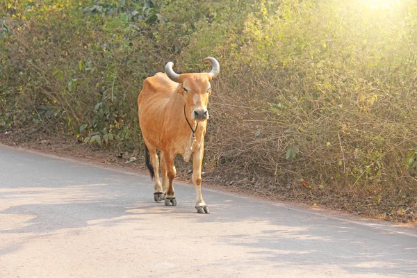 A red cow in India with a bell, goes on the road. Beautiful cow