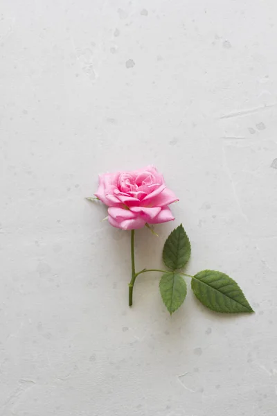 Pink rose cut flower lies on gray light background. One beautifu