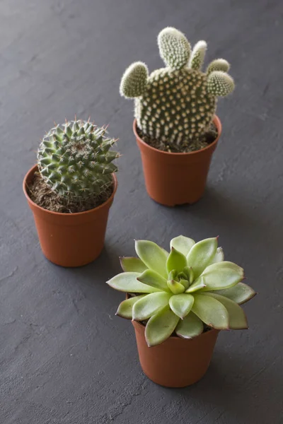 Tres pequeñas ollas de cactus y suculentas están sobre un negro o dar — Foto de Stock