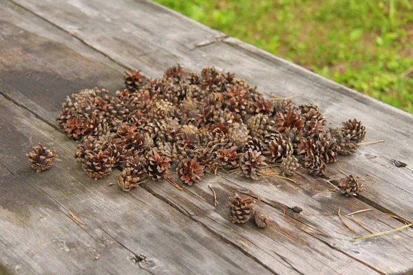 Kegels liggen op een tafel in het bos. Rusland — Stockfoto