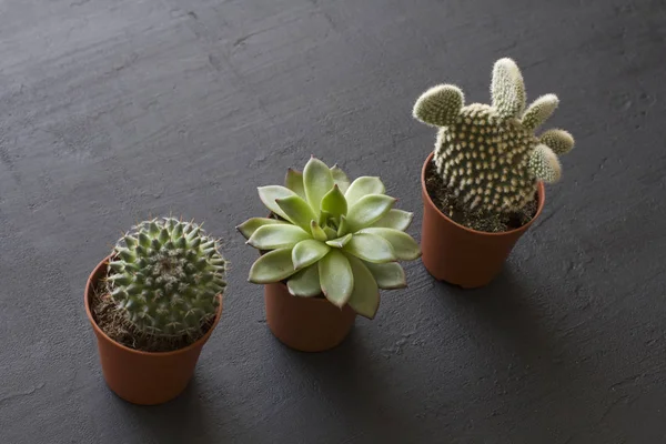 Tres pequeñas ollas de cactus y suculentas están en una fila, en un bl — Foto de Stock