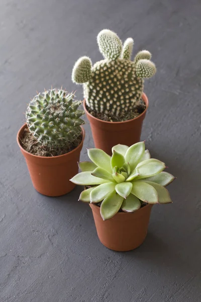 Tres pequeñas ollas de cactus y suculentas están sobre un negro o dar — Foto de Stock